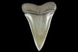Fossil Mako Shark Tooth - South Carolina #142315-1